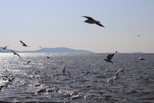 海面上飞翔的成群海鸥