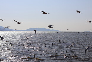 海鸥 