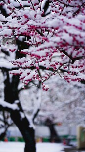 雪覆腊梅美如画