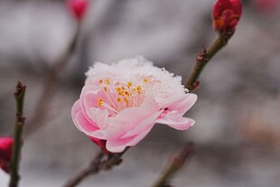 娇艳绽放的单朵粉嫩桃花