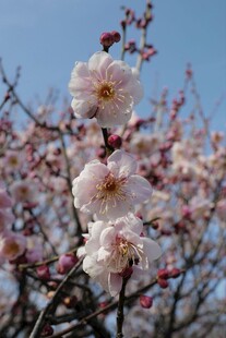 春日绽放的娇艳粉梅花