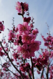 枝头腊梅绽放