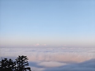 泰山云海之上的树梢美景