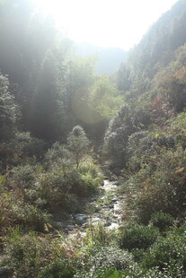 婺源山间溪流穿林而过