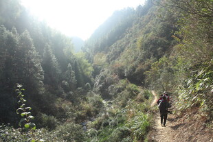 婺源山间徒步者穿行茂密丛林