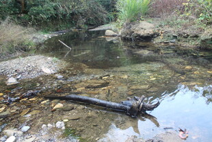 婺源溪边枯木与自然景致