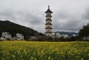 婺源花海中的古塔