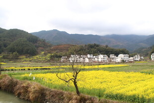 婺源春日乡村油菜花海美景