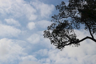 婺源枝头映云景