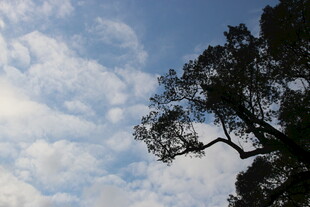 婺源蓝天绿树间的自然景致