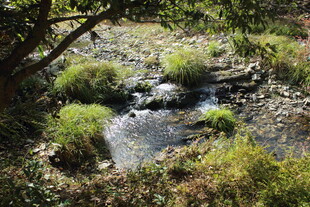 婺源山间溪流旁的绿植景观