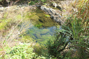 婺源山间清澈小水塘及周边植物