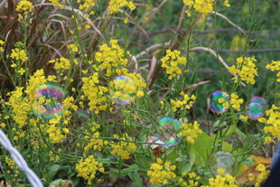 婺源春日绽放的黄色野花