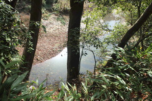 婺源林间静谧水塘