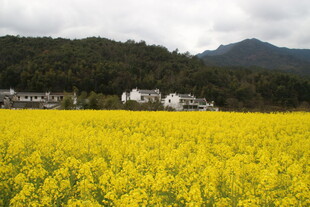 婺源金黄油菜田与远山村落
