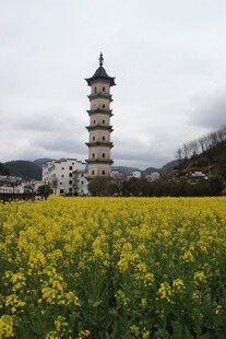 婺源油菜花海中的古塔