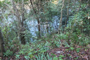 婺源林间繁茂植被与远处水域