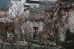 婺源春日繁花下的古朴民居