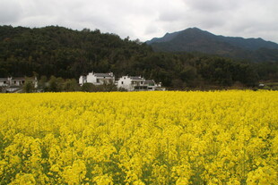 婺源金黄油菜田与远山村落