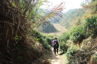 婺源山间徒步者穿行于草木间