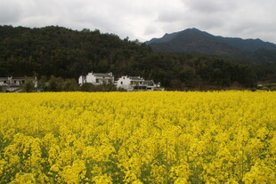 婺源金黄油菜田与远山村落