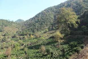 婺源山间绿意盎然的自然景致