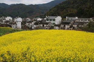 婺源春日乡村油菜花海美景