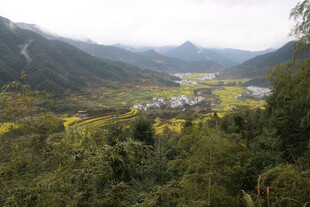 婺源山间村落 黄绿交织田园景