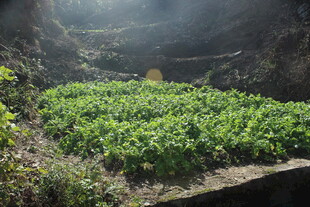 婺源山间绿意盎然的植物景观