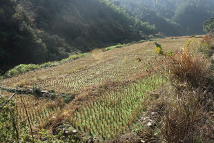 婺源山间田野风光