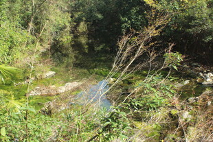 婺源山林间的自然溪流景观
