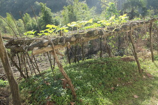 婺源山间藤蔓缠绕的木质棚架