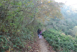 婺源山林间的徒步者