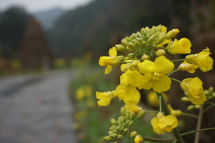 婺源路边绽放的黄色油菜花