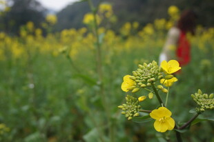婺源春日油菜花特写