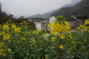 婺源春日油菜花田中的古朴村落