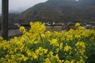婺源春日油菜花田乡村景致