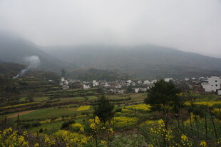 婺源雾中乡村田园美景