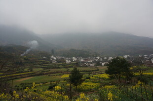 婺源雾中乡村田园美景