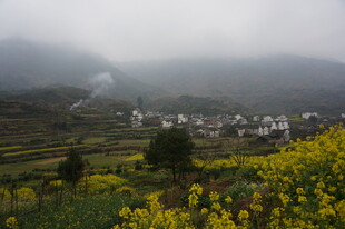 婺源雾中梯田村落与金黄花海