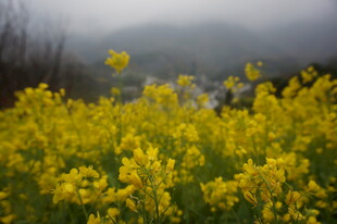 婺源雾中绚烂油菜花田