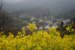 婺源山间油菜花海中的村落