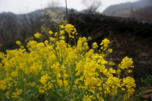 婺源山间盛放的灿烂油菜花