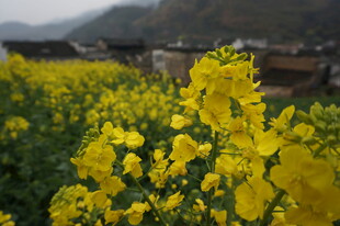 婺源金黄油菜花田绽放美景