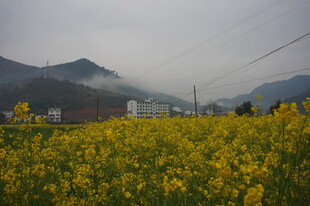 婺源山间油菜花海美景