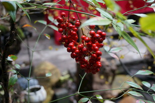 婺源红果绿叶植物特写