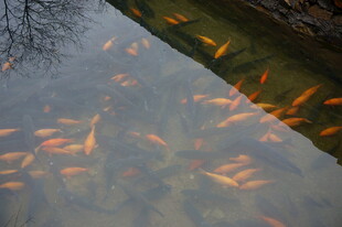 婺源池塘中游动的多彩金鱼