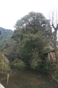 婺源山间溪流旁的葱郁树林