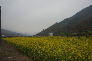 婺源山间油菜花海美景