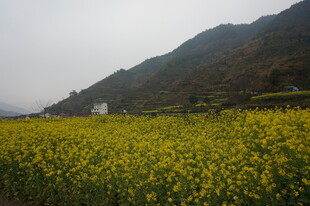 婺源山间油菜花海美景